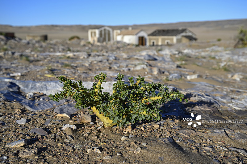 布什曼蜡烛(Sarcocaulon mossamedense),格里尔恩塔尔,钻石禁区,近吕德里茨,卡拉斯区,纳米比亚图片素材