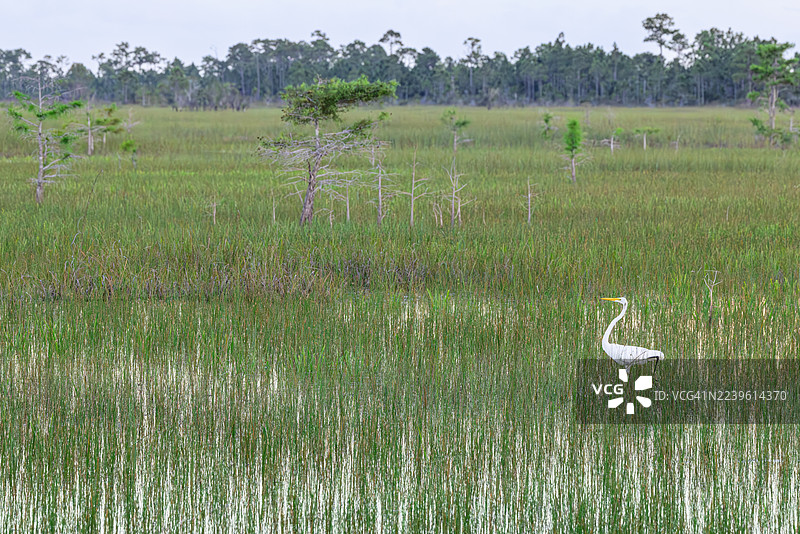 大白鹭在佛罗里达大沼泽的草河中图片素材