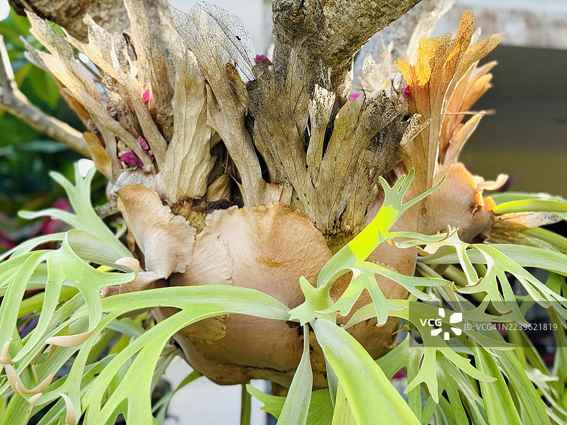 鹿角蕨附生于树干上图片素材