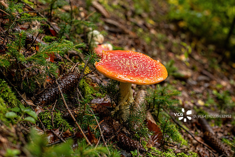 充满生机的红白毒蝇伞蘑菇，生长在覆盖着苔藓和松针的茂密森林中。图片素材