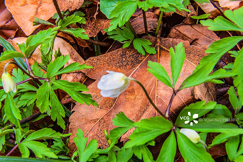 从绿叶和棕色落叶中绽放的娇嫩白色花卉的高角度视图图片素材