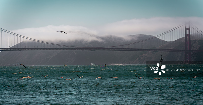 旧金山海湾上空，鸟儿在雾气笼罩的金门大桥上空飞翔，地点位于美国旧金山索萨利托。图片素材