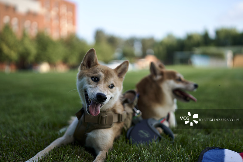 阳光明媚的日子里，两只可爱的柴犬在公园的绿草地上悠闲地休息着图片素材