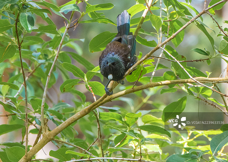 Tui (Prosthemadera novaeseelandiae)图片素材