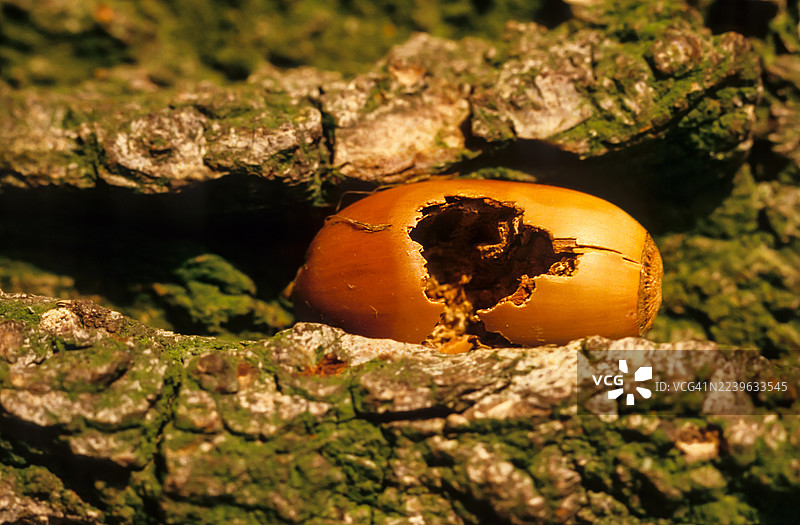 特写镜头，一颗受损的橡子躺在长满苔藓的树干粗糙的树皮上，展现了自然精妙的细节。图片素材