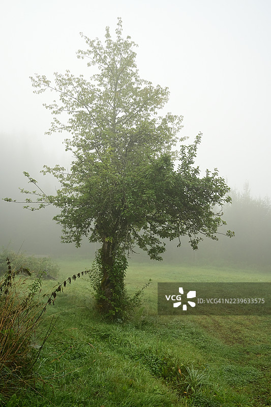 晨雾中，一片翠绿的田野里孤立着一棵树，营造出宁静而神秘的氛围。图片素材
