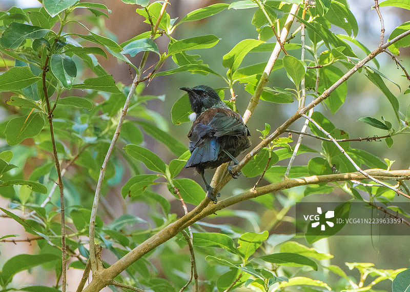 Tui (Prosthemadera novaeseelandiae)图片素材