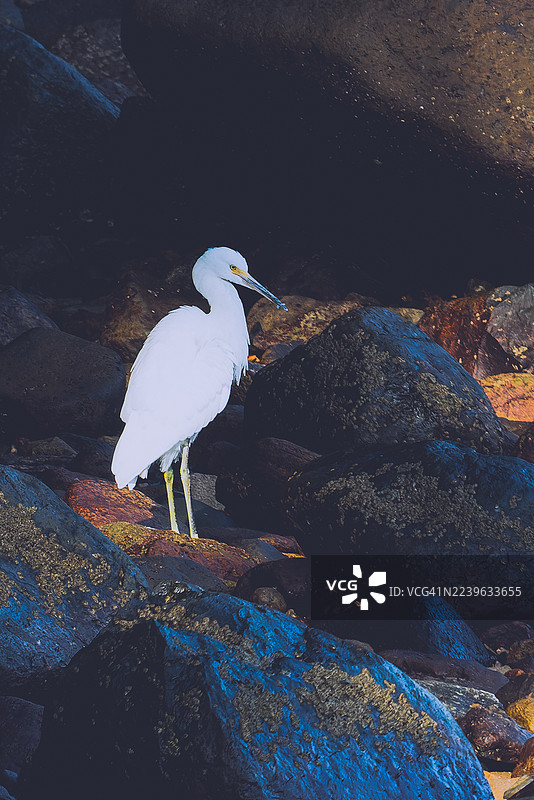 优雅的白鹭在水边的深色岩石上优雅地站立着图片素材