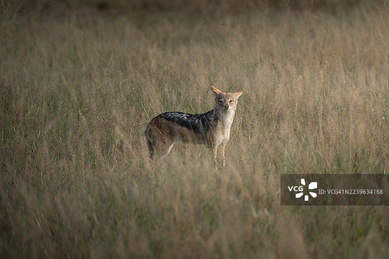 一只黑背胡狼在日光下站立在长满干草的田野里，警惕地观察四周。图片素材
