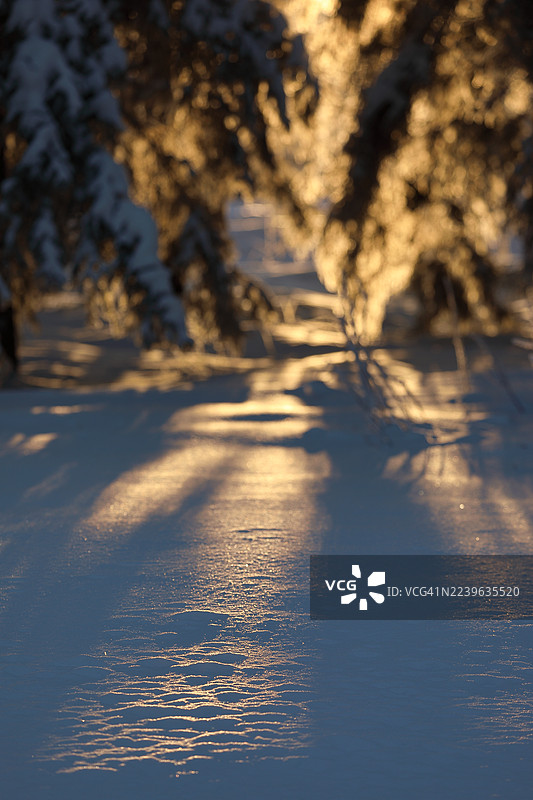 金色的光芒照亮了冬季森林中覆盖着雪的地面和树木图片素材