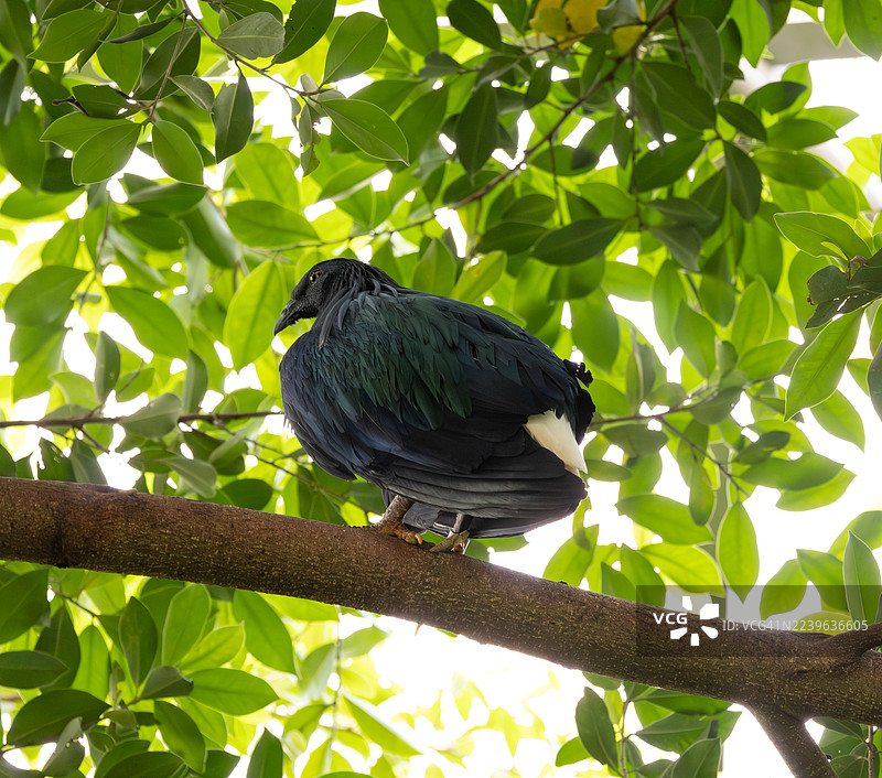 低角度拍摄的尼科巴鸠栖息在树枝上，周围环绕着郁郁葱葱的绿叶。图片素材