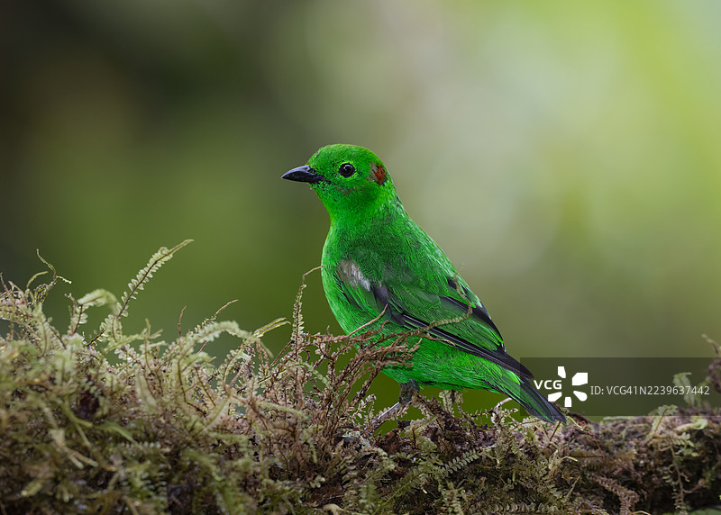 一只色彩鲜艳的阔嘴鸟优雅地栖息在长满苔藓的树枝上，置身于其自然栖息地中，展示着绚丽的羽毛。图片素材