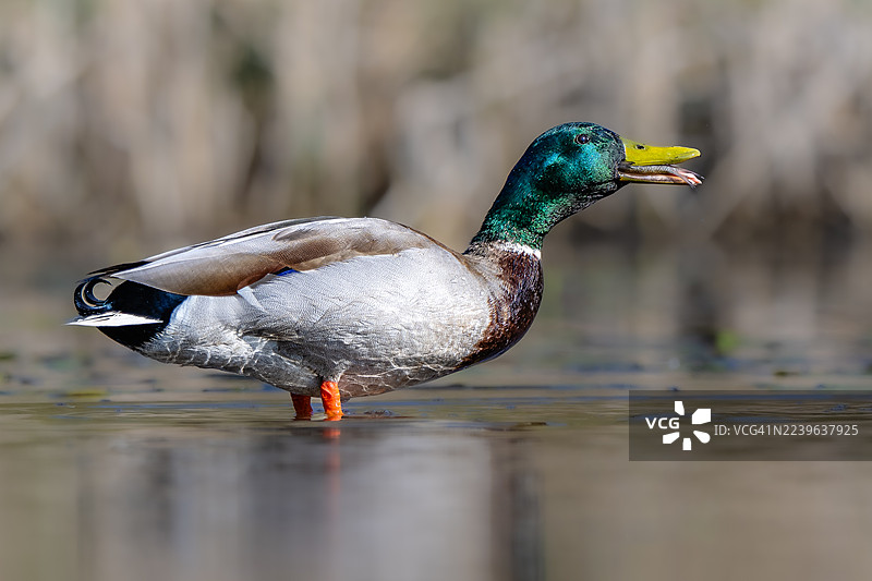 特写镜头，一只色彩鲜艳的野鸭在宁静的湖中游动，展示了其五彩的羽毛和自然栖息地图片素材