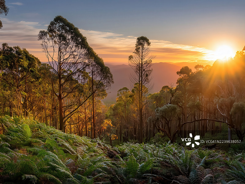 澳大利亚丹顿农，金色的日落时分，俯瞰着茂密的森林，高耸的树木和地面上覆盖的鲜艳的绿色蕨类植物。图片素材