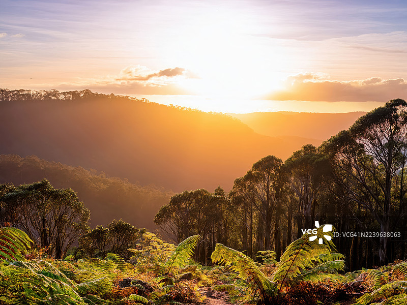 澳大利亚丹顿农山脉，金色的日落时分，翠绿的山谷中生长着蕨类植物和树木，展现出大自然的壮丽美景。图片素材