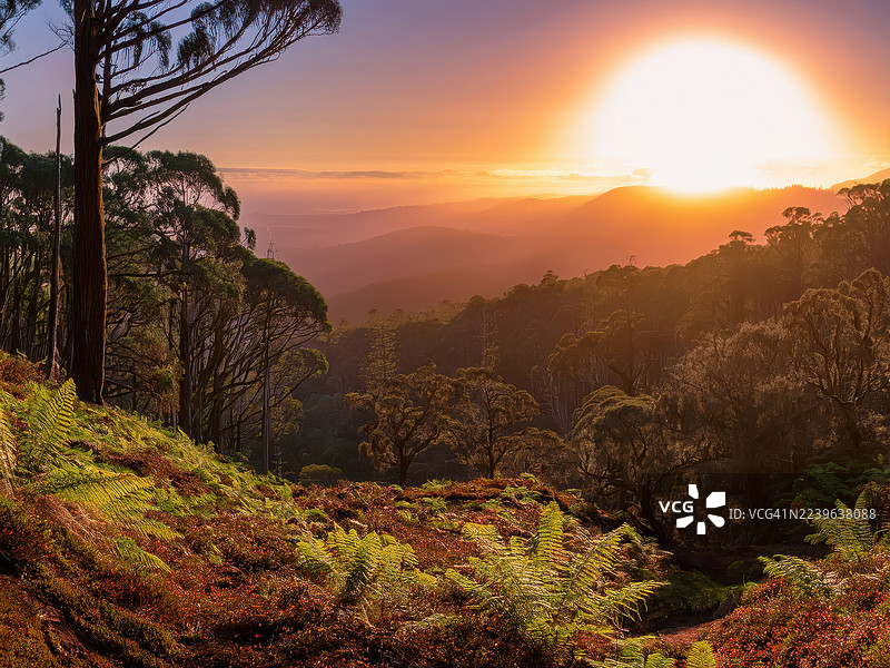 澳大利亚丹顿农山脉壮丽的日落景色，前景是郁郁葱葱的森林和鲜艳的蕨类植物。图片素材