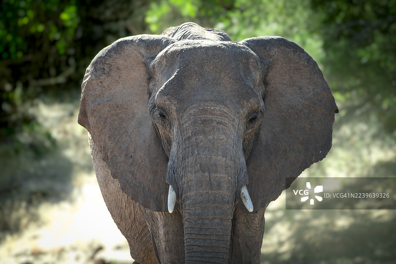 特写镜头，一头非洲象，拥有大耳朵和象牙，正从其自然栖息地直接看向镜头。图片素材
