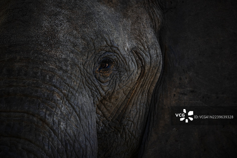 大象眼睛和纹理皮肤的特写，展示了其面部错综复杂的细节图片素材