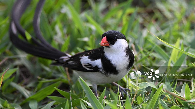 长尾天堂维达鸟栖息在草地的特写图片素材