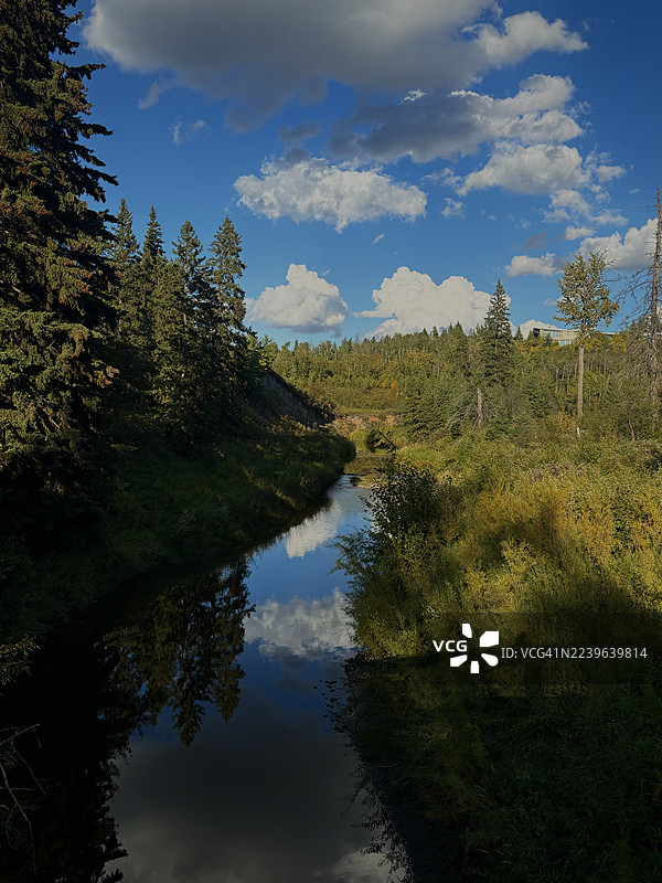 明媚日光下，葱郁森林中的溪流宁静地倒映着云彩。图片素材