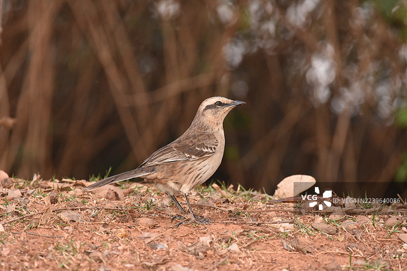 Close-up of a brown bird standing on dry ground with blurred background图片素材