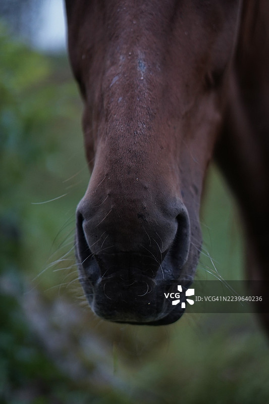 特写镜头，光线下马的口鼻和胡须图片素材