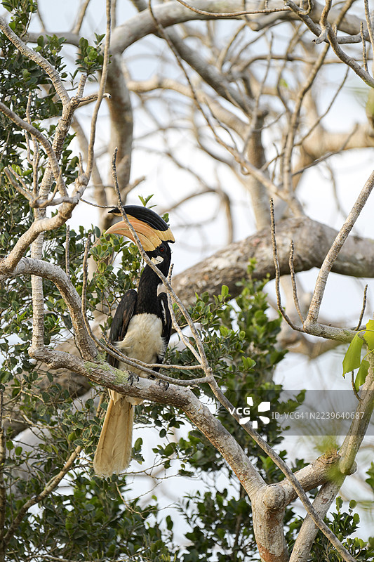 低角度拍摄，一只东方冠斑犀鸟栖息在树枝上，警惕地望向远方。图片素材