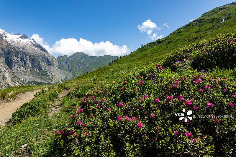 意大利库马约尔，雪山之巅下的山坡上，粉色花卉生机勃勃，天空湛蓝。Italy, Courmayeur, vibrant pink flowering plants on a mountain slope with snow-capped peaks under a clear blue sky.图片素材