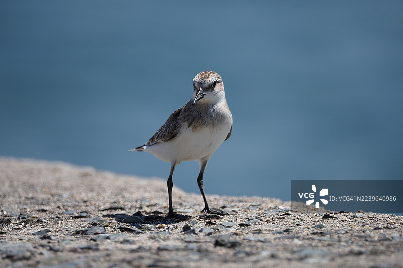 背景为蓝水，一只小鸻鸟站在岩石海岸上的特写镜头图片素材