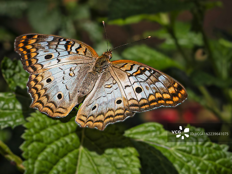 自然界中，一只色彩鲜艳、翅膀图案精美的蝴蝶栖息在绿叶上的特写镜头图片素材