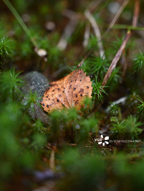 特写镜头：一片飘落的秋叶静卧在充满活力的绿色苔藓中图片素材
