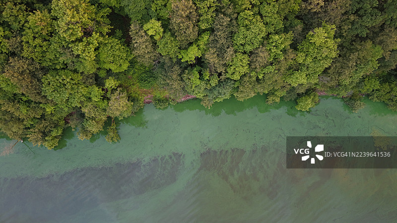 高处俯瞰湖边郁郁葱葱的绿树，水面上有藻类爆发形成的图案，立陶宛考纳斯。图片素材