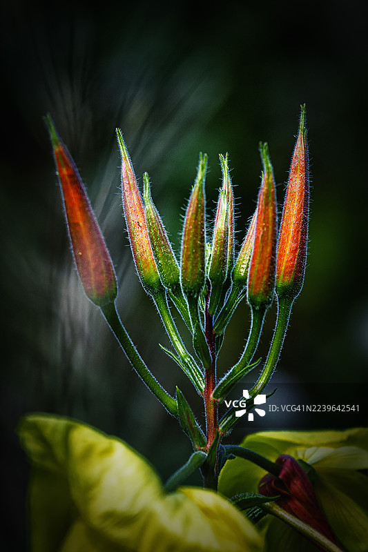 深色背景下，鲜艳的植物花蕾特写，带有绿色的茎和橙色的尖端，突显了新生长。图片素材