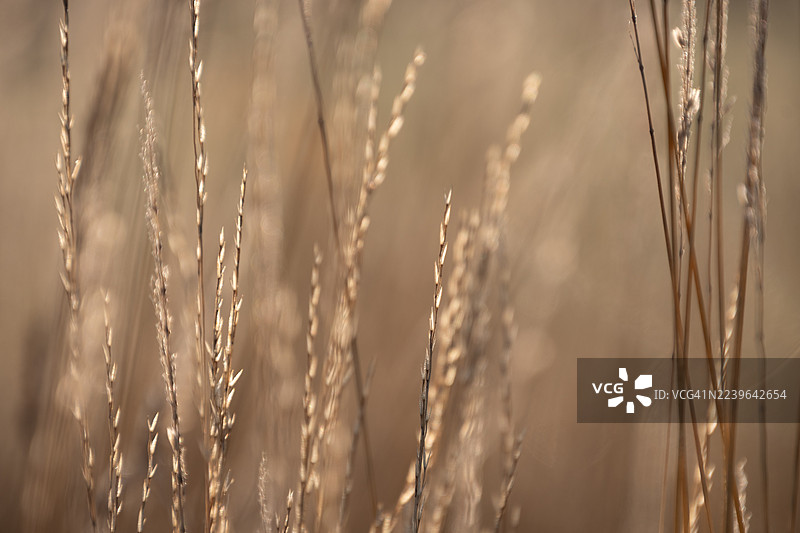 特写镜头下的金色麦田，具有选择性焦点和温暖的阳光图片素材