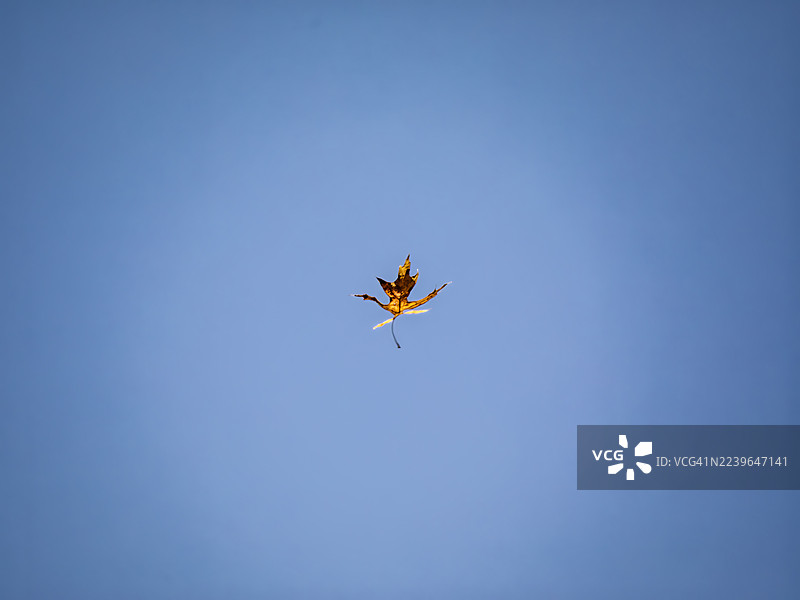 秋天的落叶图片素材