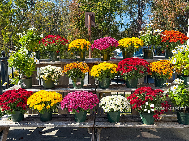 户外市场出售的菊花图片素材