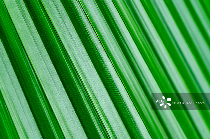热带雨林中棕榈叶的自然背景。图片素材