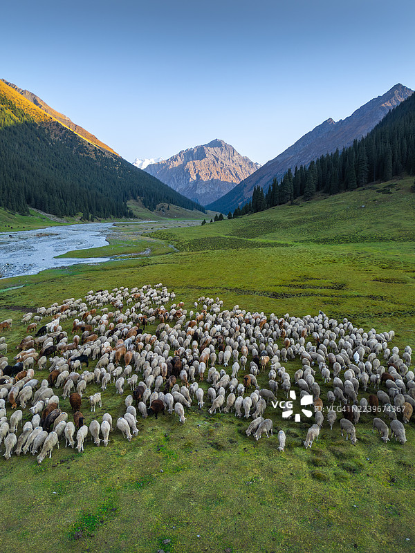 吉尔吉斯斯坦伊塞克湖州阿尔金阿拉山峡谷的羊群图片素材