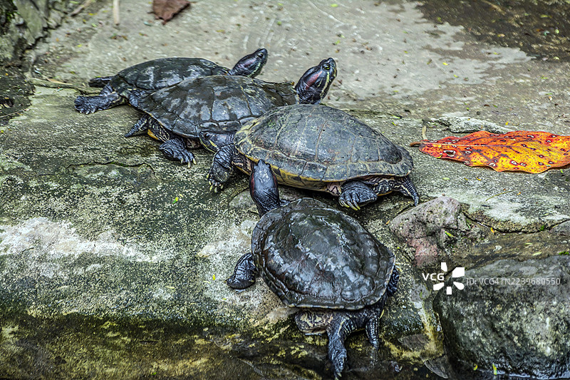 黄腹滑龟或学名Trachemys scripta scripta图片素材
