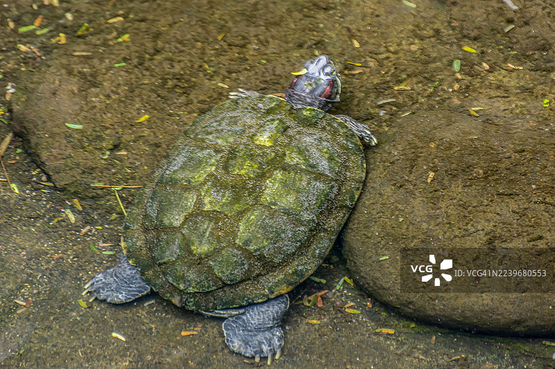 黄腹滑龟 (Trachemys scripta scripta)图片素材