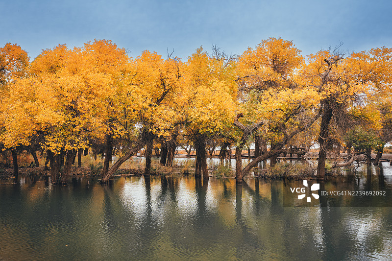 中国内蒙古额济纳胡杨林金秋图片素材