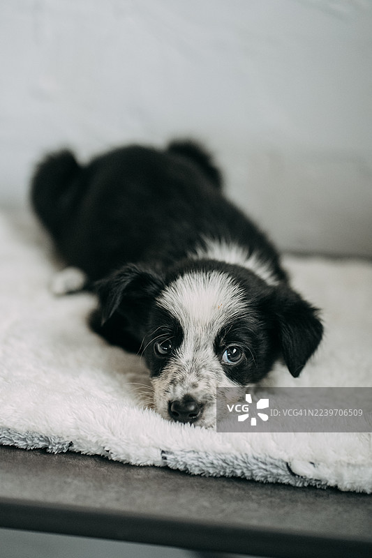 小狗趴在柔软的毯子上，看着镜头。图片素材