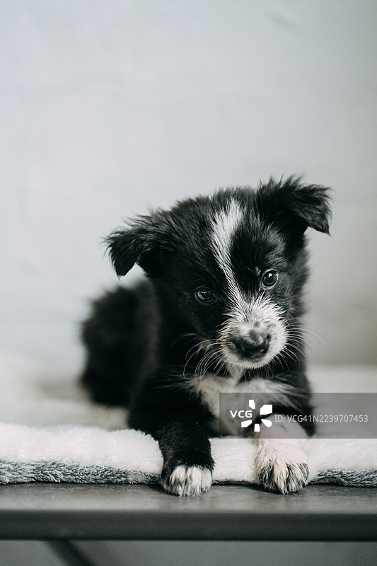 毛茸茸的床上思考的可爱边牧幼犬图片素材