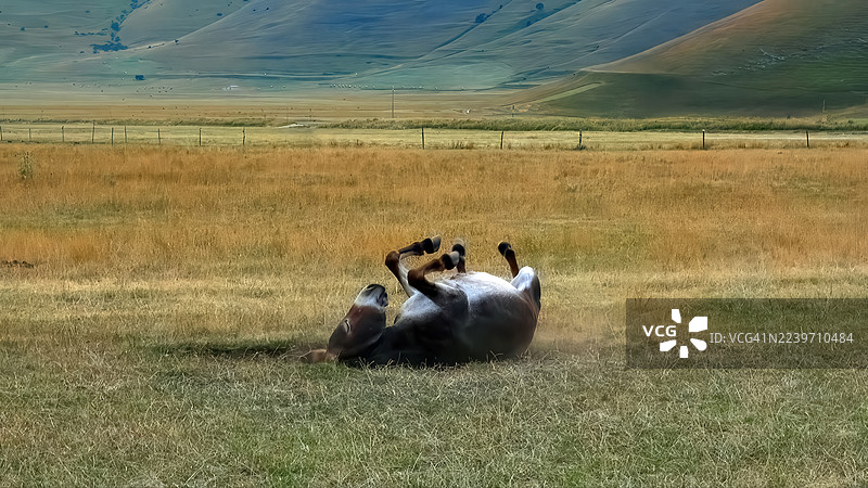 驴子在吃草和玩耍图片素材