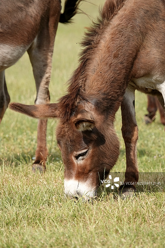 驴子在吃草和玩耍图片素材