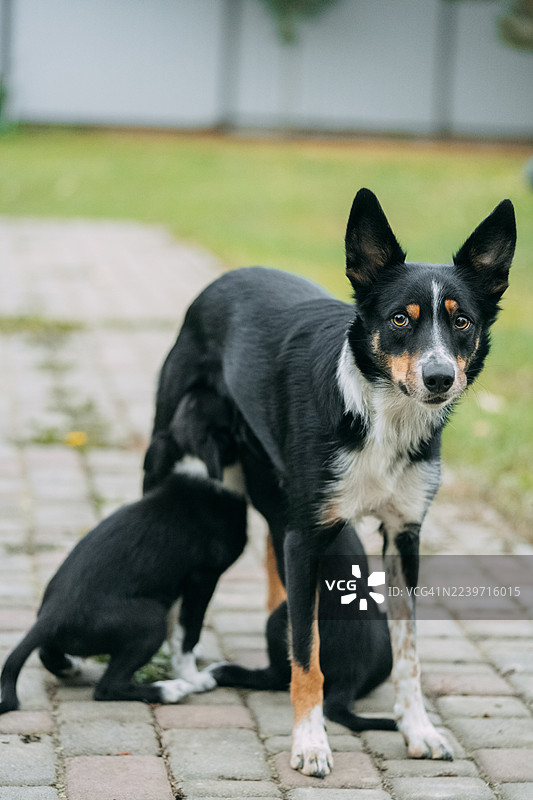 母狗在户外的水泥路上哺乳幼崽图片素材