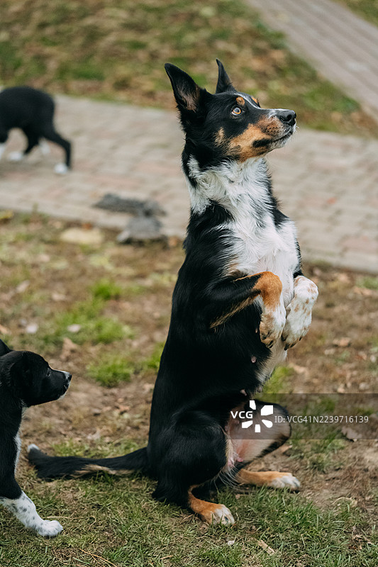 狗狗后腿站立表演才艺图片素材