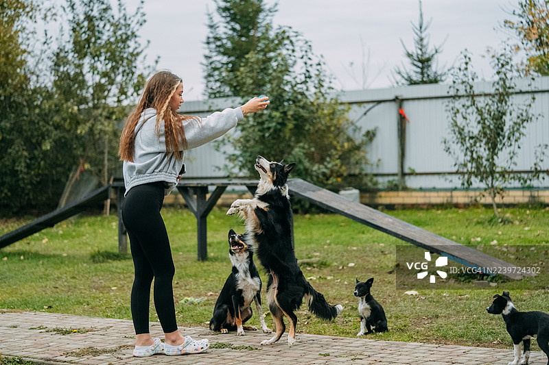女子在后院训练边牧和幼犬进行敏捷训练图片素材