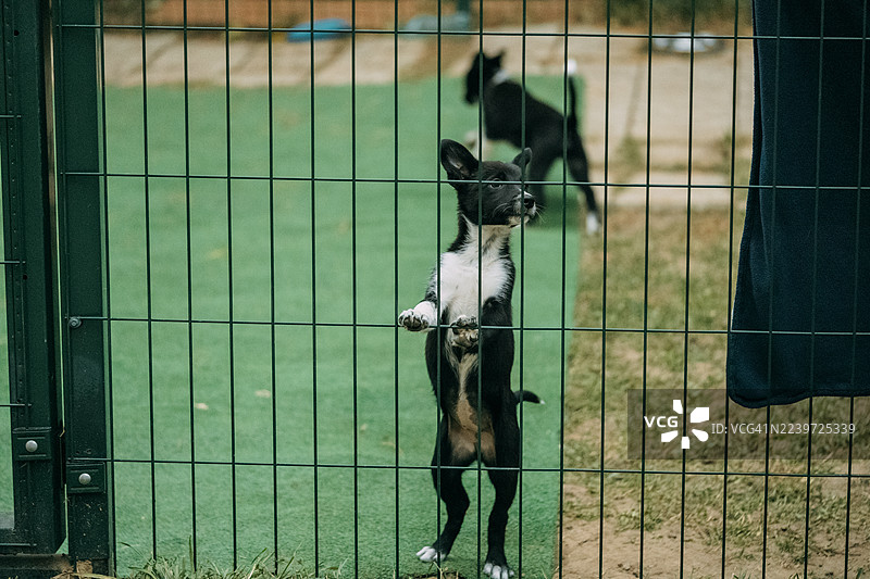 小狗站着，透过动物收容所的栅栏向外张望图片素材