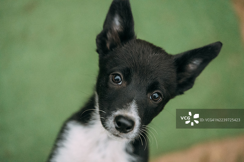 一只歪着头、充满好奇的小狗图片素材